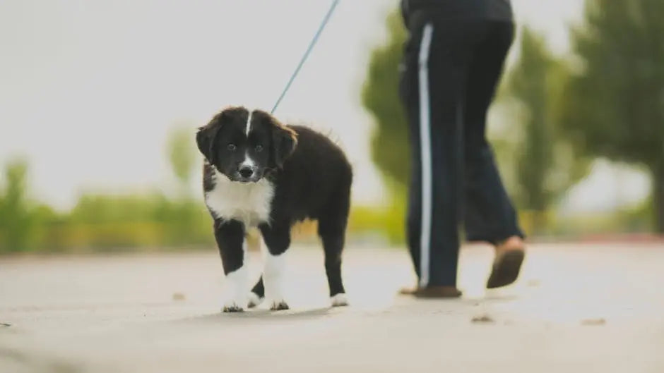 15 Innovative Dog Leashes That Make Walks Enjoyable for Both You and Your Pet
